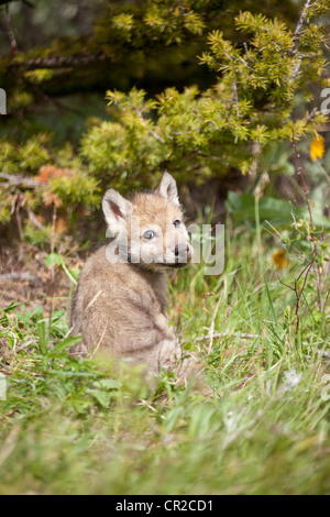 Timber Wolf cub Foto Stock