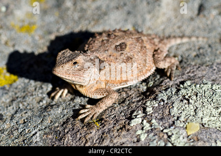 Hernandez di breve cornuto Lizard, (Phrynosoma hernandezi hernandezi), Magdalena montagne, Socorro county, Nuovo Messico, Stati Uniti d'America. Foto Stock