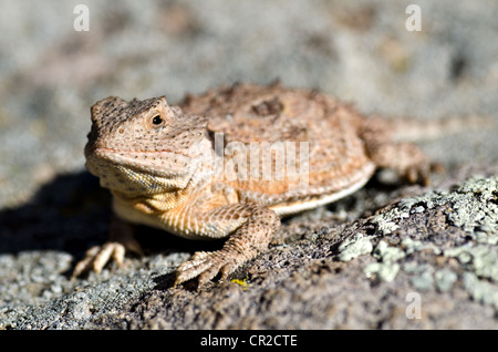 Hernandez di breve cornuto Lizard, (Phrynosoma hernandezi hernandezi), Magdalena montagne, Socorro county, Nuovo Messico, Stati Uniti d'America. Foto Stock