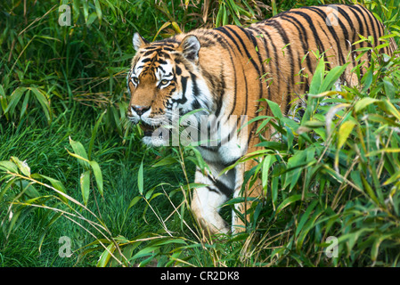 Tigre del Bengala a piedi attraverso la vegetazione. Foto Stock