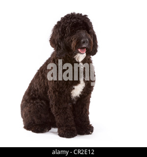 Cockerpoo (cocker spaniel poodle croce) cane maschio a 1 anno di età Foto Stock