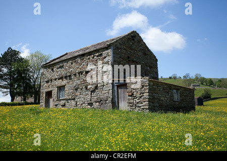 Muker di Keld campo fienile  Inverno Cibo per Stock  un Butterercup prato in Swaledale, Richmondshire, REGNO UNITO Foto Stock