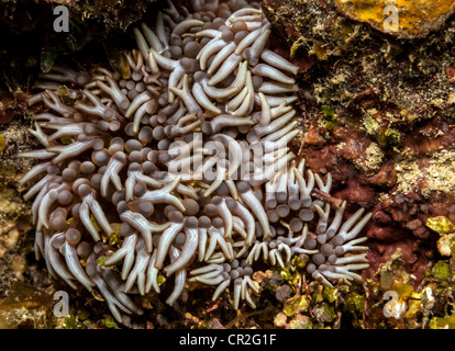 Anemone di ramificazione Lebrunia danae subacquea al largo della costa di Roatan Hunduras Foto Stock