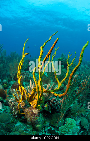 Coral reef al largo della costa di Roatan Hunduras Foto Stock