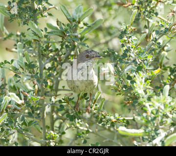 Cipro Trillo femmina Sylvia melanothorax Cipro Marzo Foto Stock