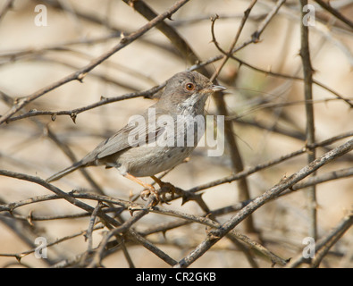 Cipro Trillo femmina Sylvia melanothorax con materiale di nidificazione in bill Cipro Aprile Foto Stock