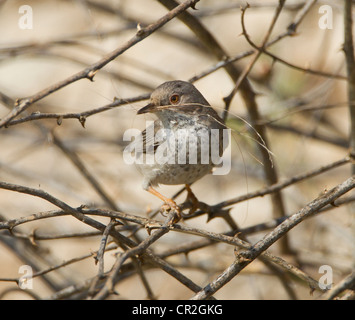 Cipro Trillo femmina Sylvia melanothorax con materiale di nidificazione in bill Cipro Aprile Foto Stock