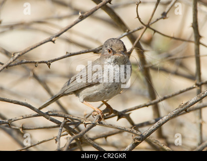 Cipro Trillo femmina Sylvia melanothorax con materiale di nidificazione in bill Cipro Aprile Foto Stock