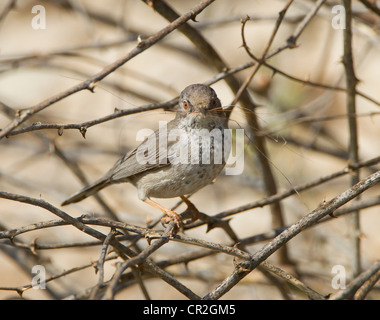 Cipro Trillo femmina Sylvia melanothorax con materiale di nidificazione in bill Cipro Aprile Foto Stock