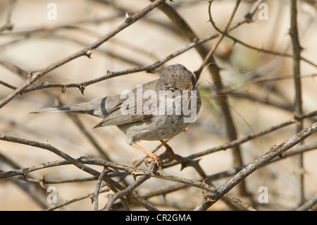 Cipro Trillo femmina Sylvia melanothorax con materiale di nidificazione in bill Cipro Aprile Foto Stock