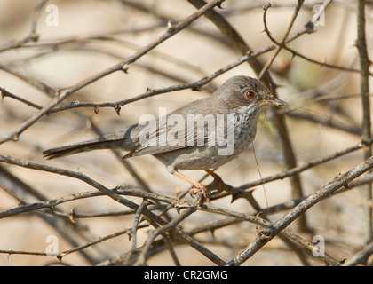 Cipro Trillo femmina Sylvia melanothorax con materiale di nidificazione in bill Cipro Aprile Foto Stock