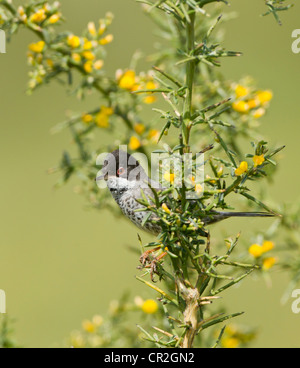 Cipro Trillo maschio Sylvia melanothorax sul territorio di Cipro Aprile Foto Stock