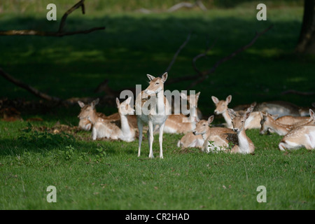 Daini in Richmond Park Foto Stock