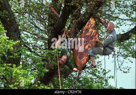 Due alberi di cordata chirurghi che pendono dai loro sistemi di cavi durante l'installazione di un legno 'Tree Kite' scultura come parte del festival di Brighton. Foto Stock