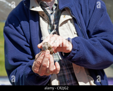 BTO suoneria qualificato tenendo in mano un rampichino alpestre durante una dimostrazione di inanellamento degli uccelli a Scottish Birdwatching Fair Foto Stock