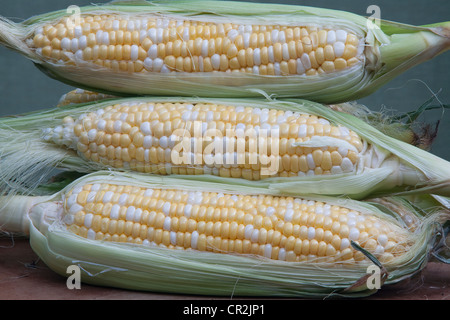Tre spighe di grano su cob parzialmente sgusciati pronti per essere cucinati. Close-up. Foto Stock