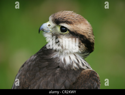 Lanner Falcon in cerca di preda Foto Stock