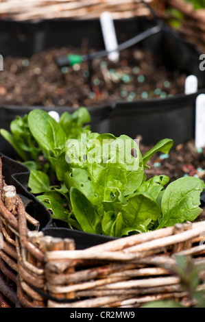 Gli spinaci 'Fiorano' ibrido F1, Spinacia oleracea piante in una posizione sollevata di piantatrice vegetale Foto Stock