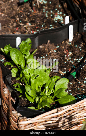 Gli spinaci 'Fiorano' ibrido F1, Spinacia oleracea piante Foto Stock