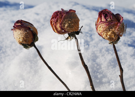 Tre rosso secco rose sulla neve Foto Stock