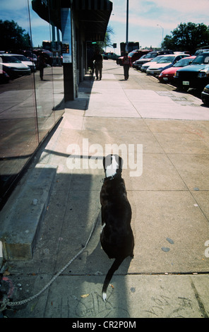 Cane in attesa del suo proprietario, South Congress Avenue, Austin, Texas, Stati Uniti d'America Foto Stock