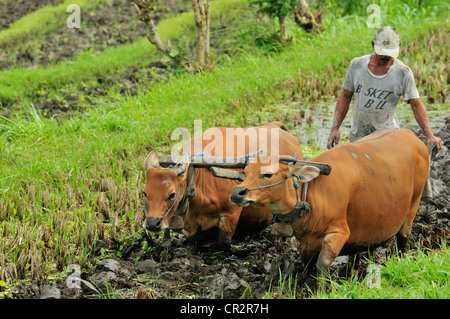 Vacche lavori nel Tirtaganggaa terrazze di riso, Bali, Indonesia, Asia Foto Stock