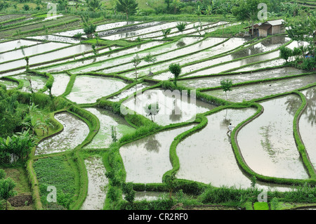 Tirtaganggaa terrazze di riso, Bali, Indonesia, Asia Foto Stock