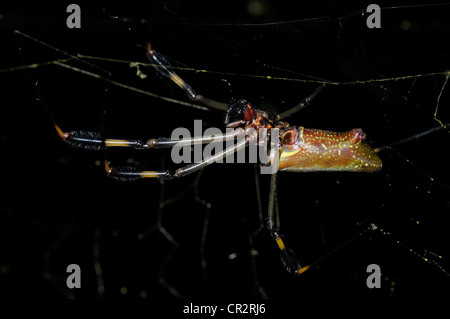 Golden orb-Weaver, Nephila clavipes, femmina Foto Stock