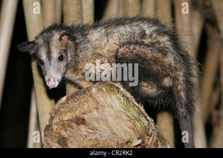 Comune di opossum, Didelphis marsupialis, Parco Nazionale di Tortuguero, Costa Rica Foto Stock