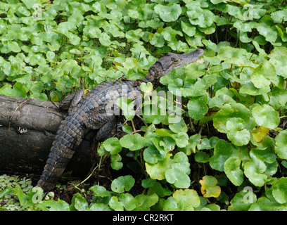 I capretti spectacled caimano, crocodilus caimano, Parco Nazionale di tortuguero, Costa Rica Foto Stock