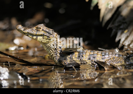 I capretti spectacled caimano, crocodilus caimano, Parco Nazionale di Tortuguero, Costa Rica Foto Stock