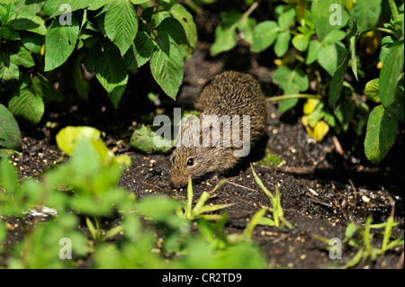 Norvegia (Ratto Rattus norvegicus) foraggio per i semi al di sotto di uccello alimentatore di sementi, cavatappi santuario di palude, Naples, Florida, Stati Uniti d'America Foto Stock