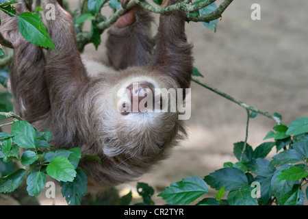 Close up di Hoffmann le due dita bradipo in una struttura ad albero. Bradipi hanno un insolitamente metabolismo lento Foto Stock