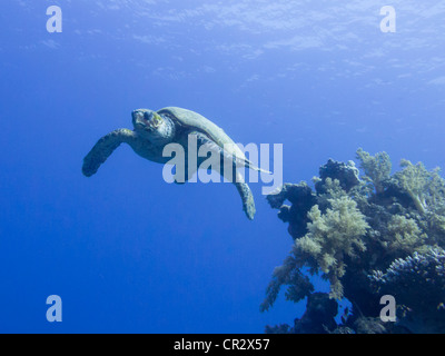 Tartaruga embricata nuoto da un pinnacolo di corallo in Mar Rosso a Snapfish vicolo vicino a Sharm El Sheikh Foto Stock