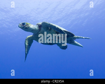 Tartaruga embricata con cielo blu sopra in Mar Rosso a Snapfish vicolo vicino a Sharm El Sheikh Foto Stock
