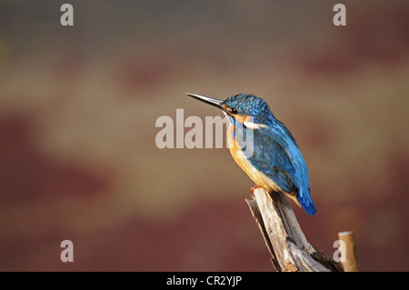 Comune di Kingfisher, Eurasian Kingfisher o fiume Kingfisher (Alcedo atthis) su un ramo di morti Foto Stock