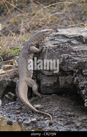 Il Bengala monitor o un comune monitor indiano lizard (Varanus bengalensis) in Ranthambore, Rajasthan, India, Asia Foto Stock