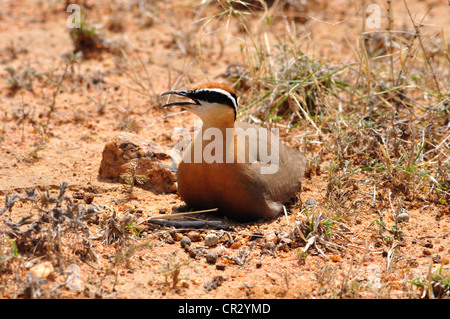 Cursorius coromandelicus Foto Stock