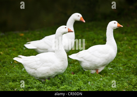 Oche domestiche (Anser anser f. domestica), Repubblica Ceca, Europa Foto Stock