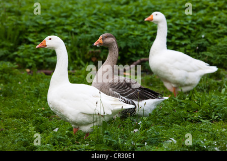 Oche domestiche (Anser anser f. domestica) e un oca graylag (Anser anser), Repubblica Ceca, Europa Foto Stock