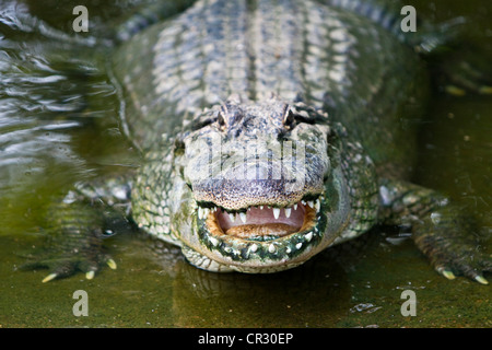 Il coccodrillo americano (Alligator mississippiensis) Crocodylus Park, Darwin, Territorio del Nord, l'Australia Foto Stock