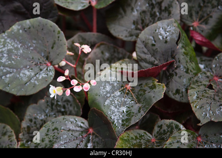 Begonia " Parte Blanc " (semperflorens) Foto Stock