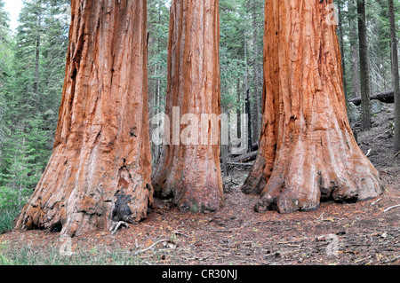 Sequoia gigante o Sierra redwood (Sequoiadendron giganteum) in Mariposa Grove, Yosemite National Park, California, Stati Uniti d'America Foto Stock