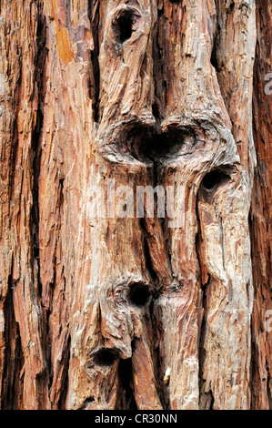 Corteccia di una sequoia gigante o Sierra redwood (Sequoiadendron giganteum) in Mariposa Grove, Yosemite National Park, California, Stati Uniti d'America Foto Stock