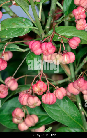 Mandrino Euonymus europaeus (Celastraceae) Foto Stock