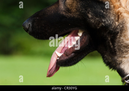 Pastore Tedesco cane, bocca con denti, ansimazione Foto Stock