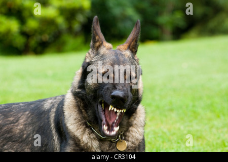 Pastore Tedesco cane, alsaziano, mostra i denti Foto Stock