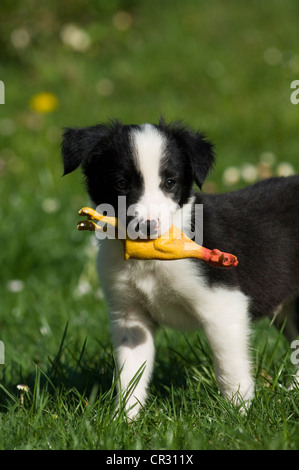 Border Collie, cucciolo con un giocattolo in bocca Foto Stock