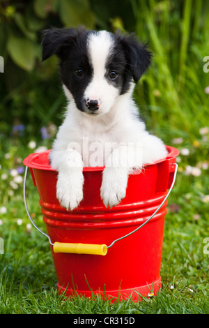 Border Collie, cucciolo seduto in un secchio rosso Foto Stock