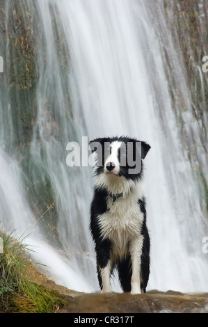 Border Collie in piedi di fronte ad una cascata, Tirolo del nord, Austria, Europa Foto Stock